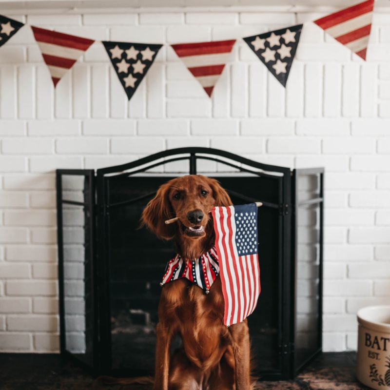 celebrating the 4th of july | upper ivy | how we are celebrating the 4th of july this year in los angeles - dog