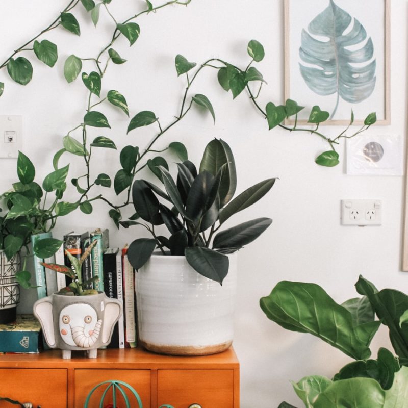 culver city apartment | upper ivy apartments | culver city apartment decor guide indoor gardening tips - house plants