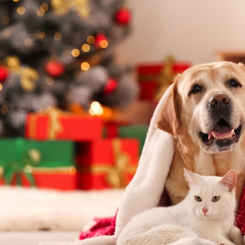 christmas gifts for your furry friends | Upper Ivy Culver City