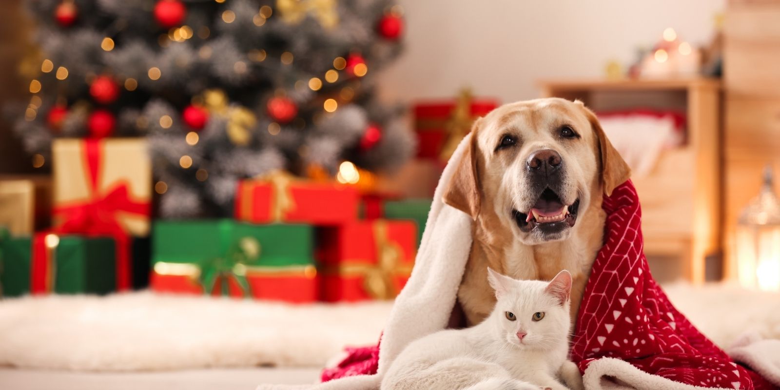 Paw-fect Christmas Gifts for your Furry Friends - Upper Ivy