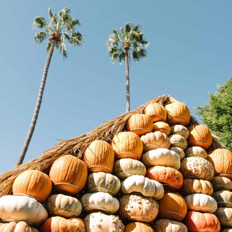 fall events in culver city MR bones Pumpkin Patch