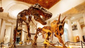 natural history museum
