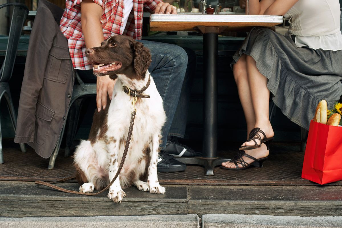 Dog-friendly restaurant patio dining near Upper Ivy Culver City
