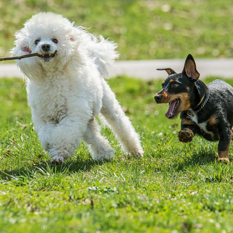 Dogs playing at Culver City dog park near Upper Ivy apartments