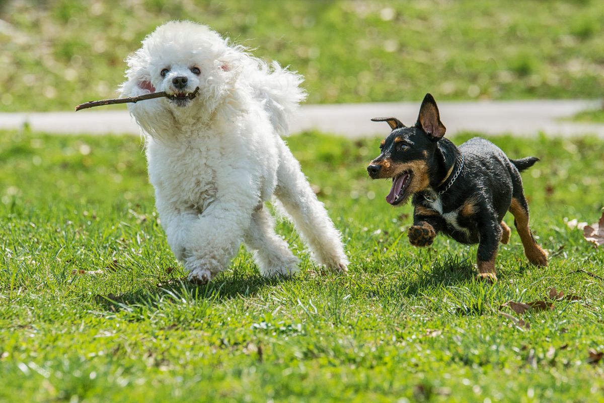 Dog Guide Culver City: Best Pet Spots Near Upper Ivy